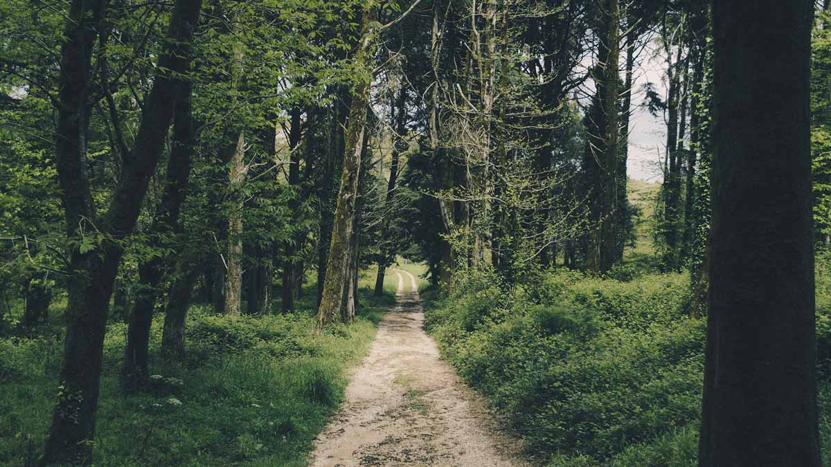 Stay the path - Holly Wyatt