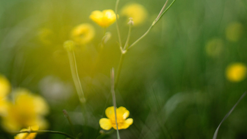 See the flowers